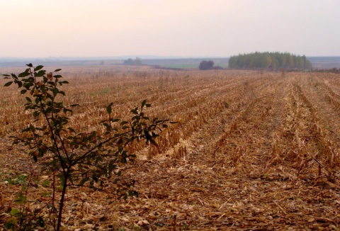 Kliknij na zdjęcie, żeby zobaczyć w pełnych wymiarach