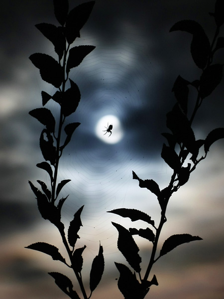 Kliknij na zdjęcie, żeby zobaczyć w pełnych wymiarach