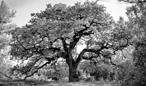 Kliknij na zdjęcie, żeby zobaczyć w pełnych wymiarach