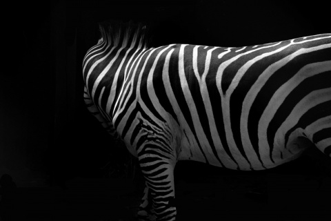 Kliknij na zdjęcie, żeby zobaczyć w pełnych wymiarach