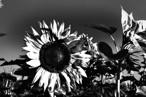 Kliknij na zdjęcie, żeby zobaczyć w pełnych wymiarach