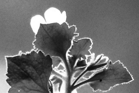 Kliknij na zdjęcie, żeby zobaczyć w pełnych wymiarach