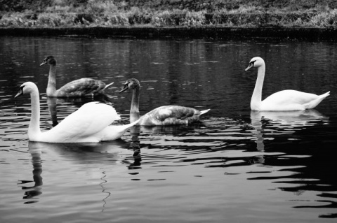 Kliknij na zdjęcie, żeby zobaczyć w pełnych wymiarach
