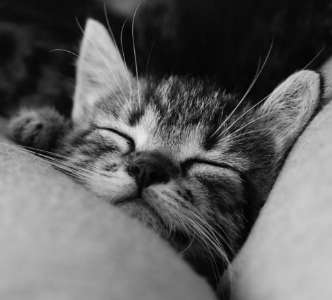 Kliknij na zdjęcie, żeby zobaczyć w pełnych wymiarach