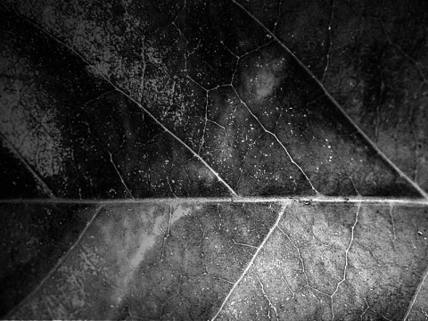 Kliknij na zdjęcie, żeby zobaczyć w pełnych wymiarach