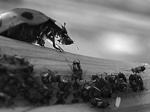 Kliknij na zdjęcie, żeby zobaczyć w pełnych wymiarach