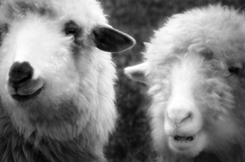 Kliknij na zdjęcie, żeby zobaczyć w pełnych wymiarach