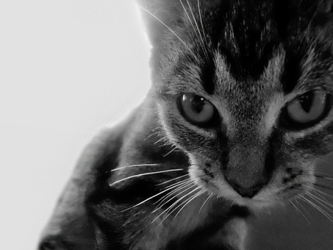 Kliknij na zdjęcie, żeby zobaczyć w pełnych wymiarach