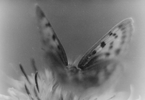 Kliknij na zdjęcie, żeby zobaczyć w pełnych wymiarach