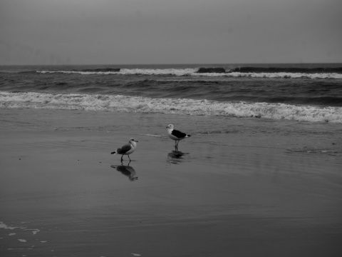 Kliknij na zdjęcie, żeby zobaczyć w pełnych wymiarach