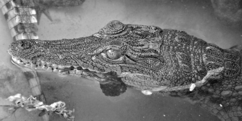 Kliknij na zdjęcie, żeby zobaczyć w pełnych wymiarach