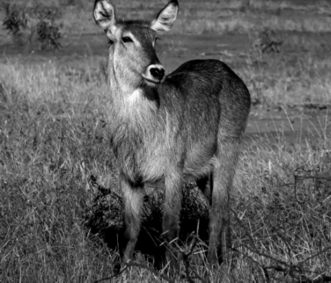 Kliknij na zdjęcie, żeby zobaczyć w pełnych wymiarach