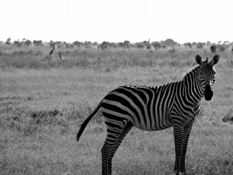 Kliknij na zdjęcie, żeby zobaczyć w pełnych wymiarach