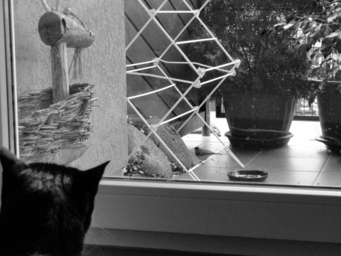 Kliknij na zdjęcie, żeby zobaczyć w pełnych wymiarach