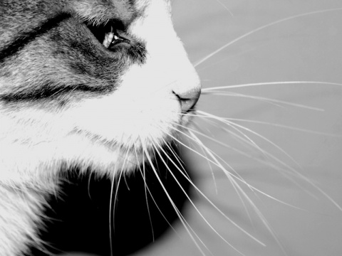 Kliknij na zdjęcie, żeby zobaczyć w pełnych wymiarach