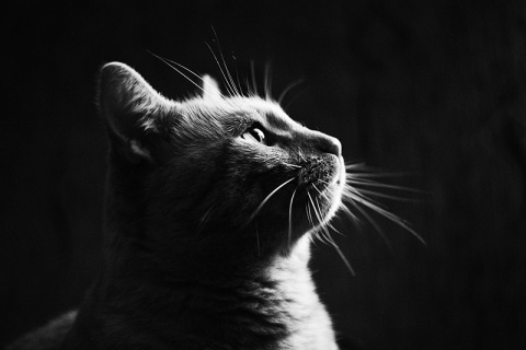 Kliknij na zdjęcie, żeby zobaczyć w pełnych wymiarach