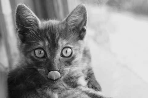 Kliknij na zdjęcie, żeby zobaczyć w pełnych wymiarach