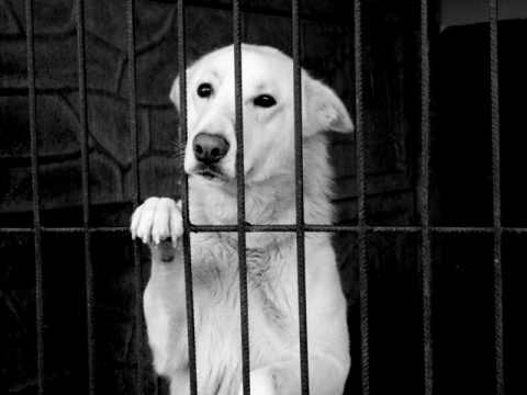 Kliknij na zdjęcie, żeby zobaczyć w pełnych wymiarach