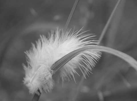 Kliknij na zdjęcie, żeby zobaczyć w pełnych wymiarach