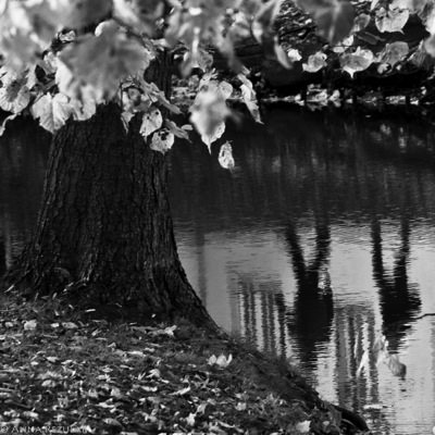 Kliknij na zdjęcie, żeby zobaczyć w pełnych wymiarach