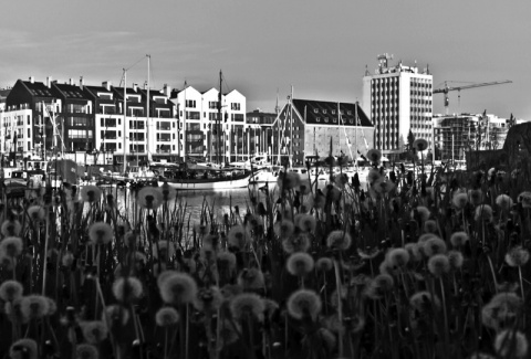 Kliknij na zdjęcie, żeby zobaczyć w pełnych wymiarach