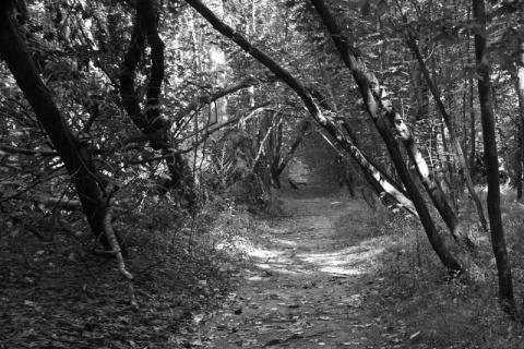 Kliknij na zdjęcie, żeby zobaczyć w pełnych wymiarach