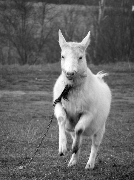 Kliknij na zdjęcie, żeby zobaczyć w pełnych wymiarach