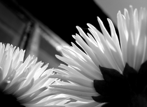 Kliknij na zdjęcie, żeby zobaczyć w pełnych wymiarach