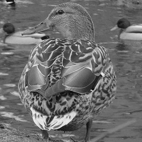 Kliknij na zdjęcie, żeby zobaczyć w pełnych wymiarach