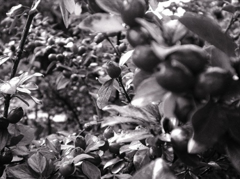 Kliknij na zdjęcie, żeby zobaczyć w pełnych wymiarach