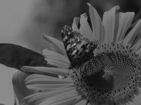 Kliknij na zdjęcie, żeby zobaczyć w pełnych wymiarach