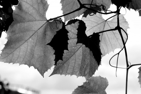 Kliknij na zdjęcie, żeby zobaczyć w pełnych wymiarach