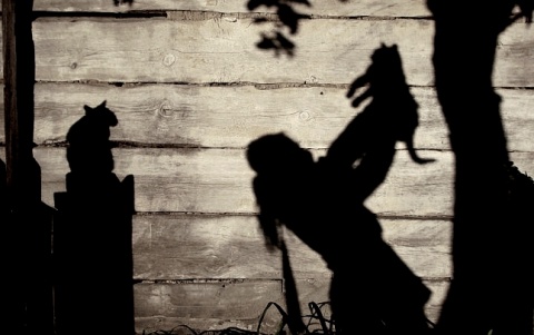 Kliknij na zdjęcie, żeby zobaczyć w pełnych wymiarach