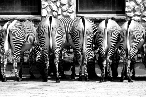 Kliknij na zdjęcie, żeby zobaczyć w pełnych wymiarach