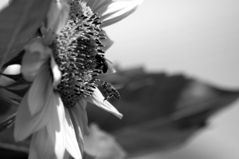 Kliknij na zdjęcie, żeby zobaczyć w pełnych wymiarach