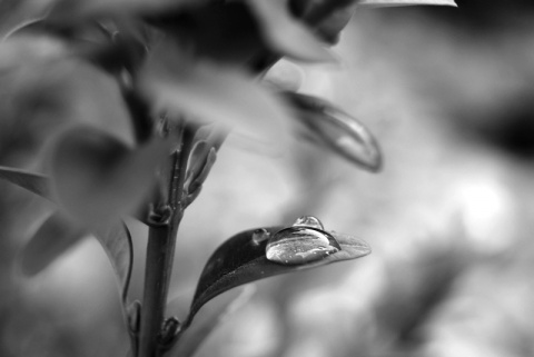 Kliknij na zdjęcie, żeby zobaczyć w pełnych wymiarach