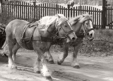 Kliknij na zdjęcie, żeby zobaczyć w pełnych wymiarach