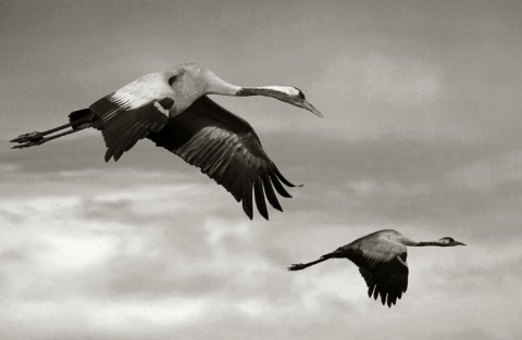 Kliknij na zdjęcie, żeby zobaczyć w pełnych wymiarach