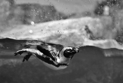 Kliknij na zdjęcie, żeby zobaczyć w pełnych wymiarach