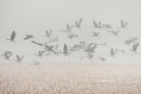 Kliknij na zdjęcie, żeby zobaczyć w pełnych wymiarach