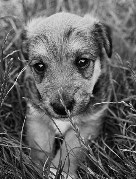 Kliknij na zdjęcie, żeby zobaczyć w pełnych wymiarach