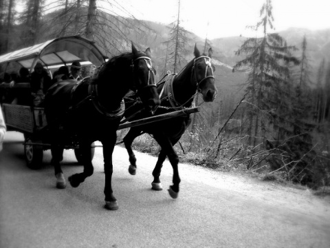 Kliknij na zdjęcie, żeby zobaczyć w pełnych wymiarach