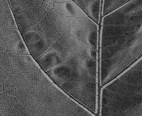 Kliknij na zdjęcie, żeby zobaczyć w pełnych wymiarach