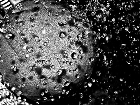 Kliknij na zdjęcie, żeby zobaczyć w pełnych wymiarach