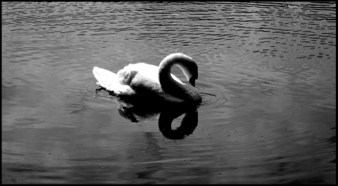 Kliknij na zdjęcie, żeby zobaczyć w pełnych wymiarach