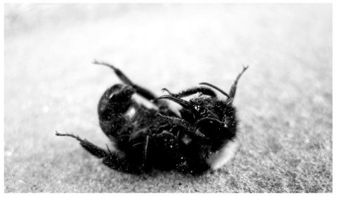 Kliknij na zdjęcie, żeby zobaczyć w pełnych wymiarach