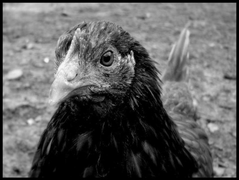 Kliknij na zdjęcie, żeby zobaczyć w pełnych wymiarach