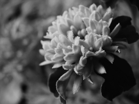 Kliknij na zdjęcie, żeby zobaczyć w pełnych wymiarach