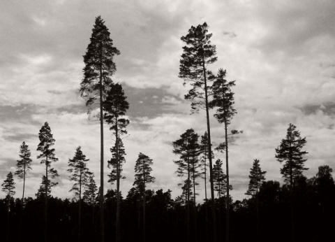 Kliknij na zdjęcie, żeby zobaczyć w pełnych wymiarach