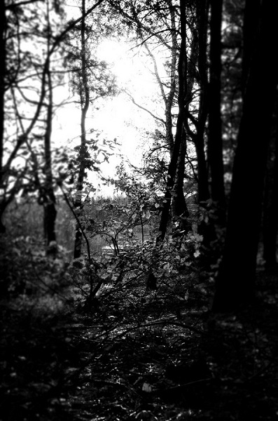 Kliknij na zdjęcie, żeby zobaczyć w pełnych wymiarach